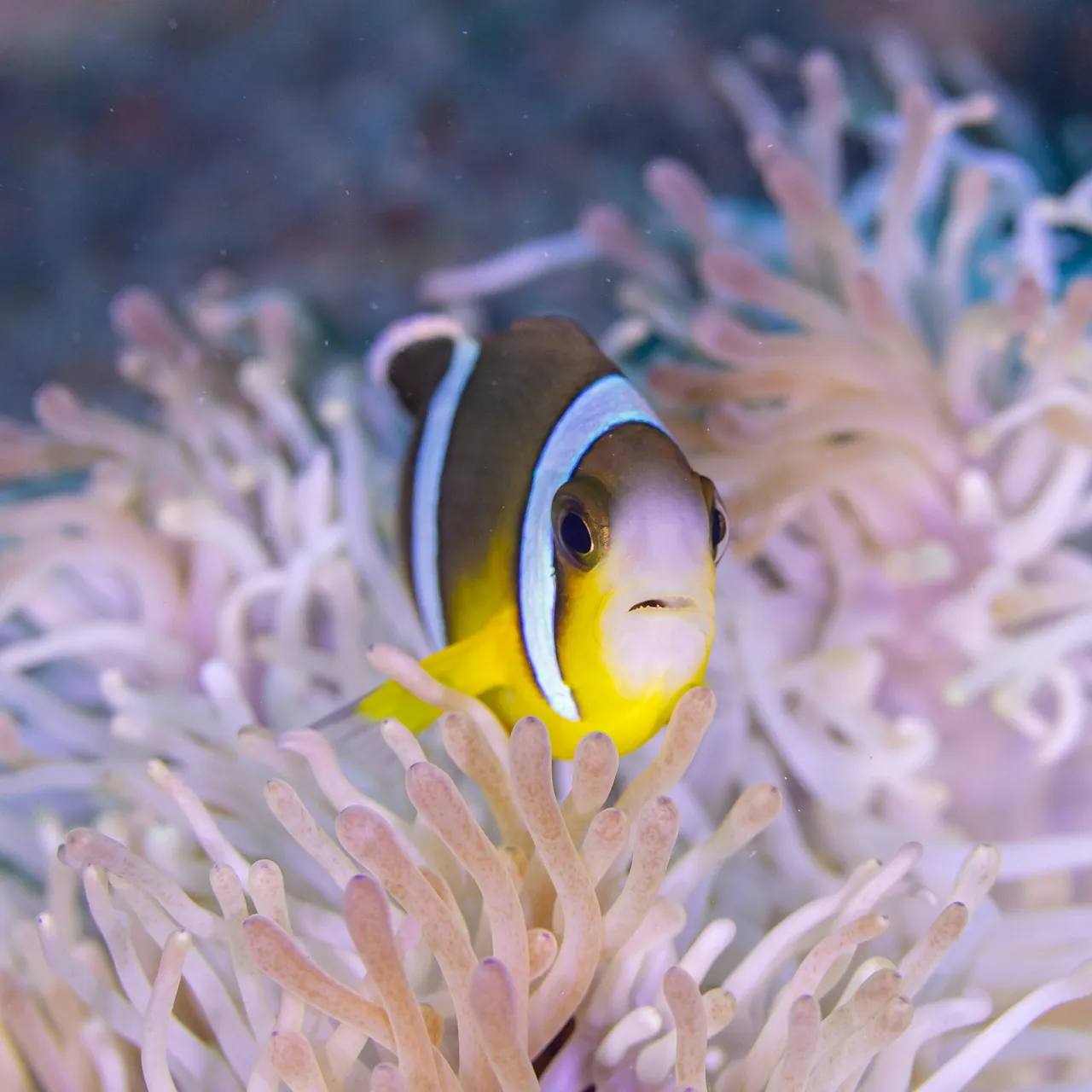 Poisson clown mauricien parmi les tentacules d'une anémone de mer sous l'eau à Maurice