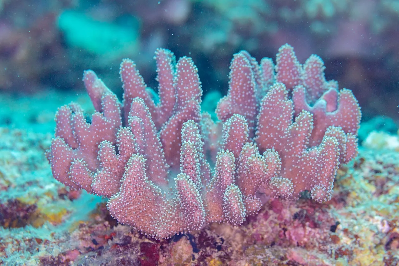 Corail ramifié Pocillopora verrucosa photographié sous l'eau à Maurice