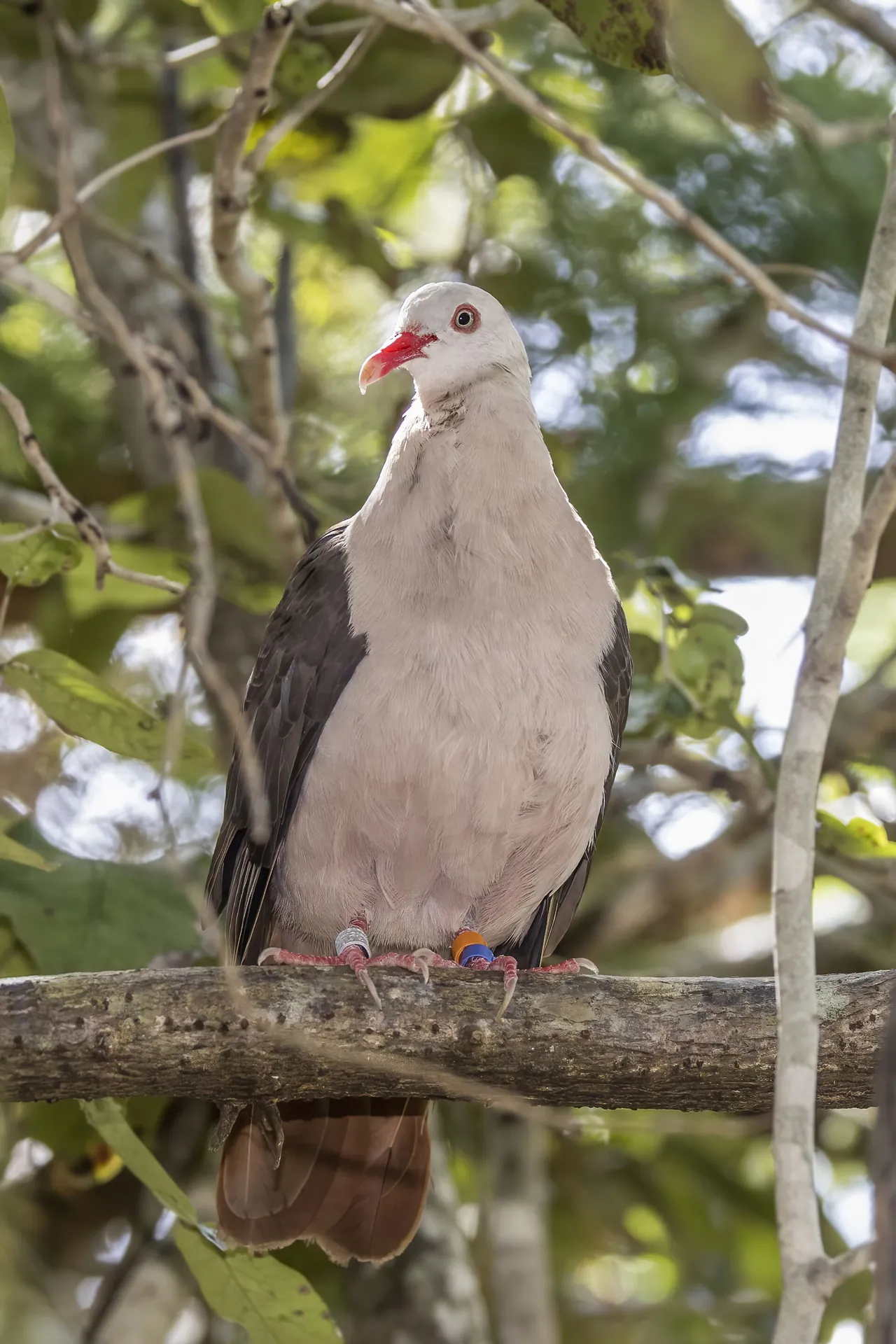 Pigeon rose endémique perché sur une branche à Maurice