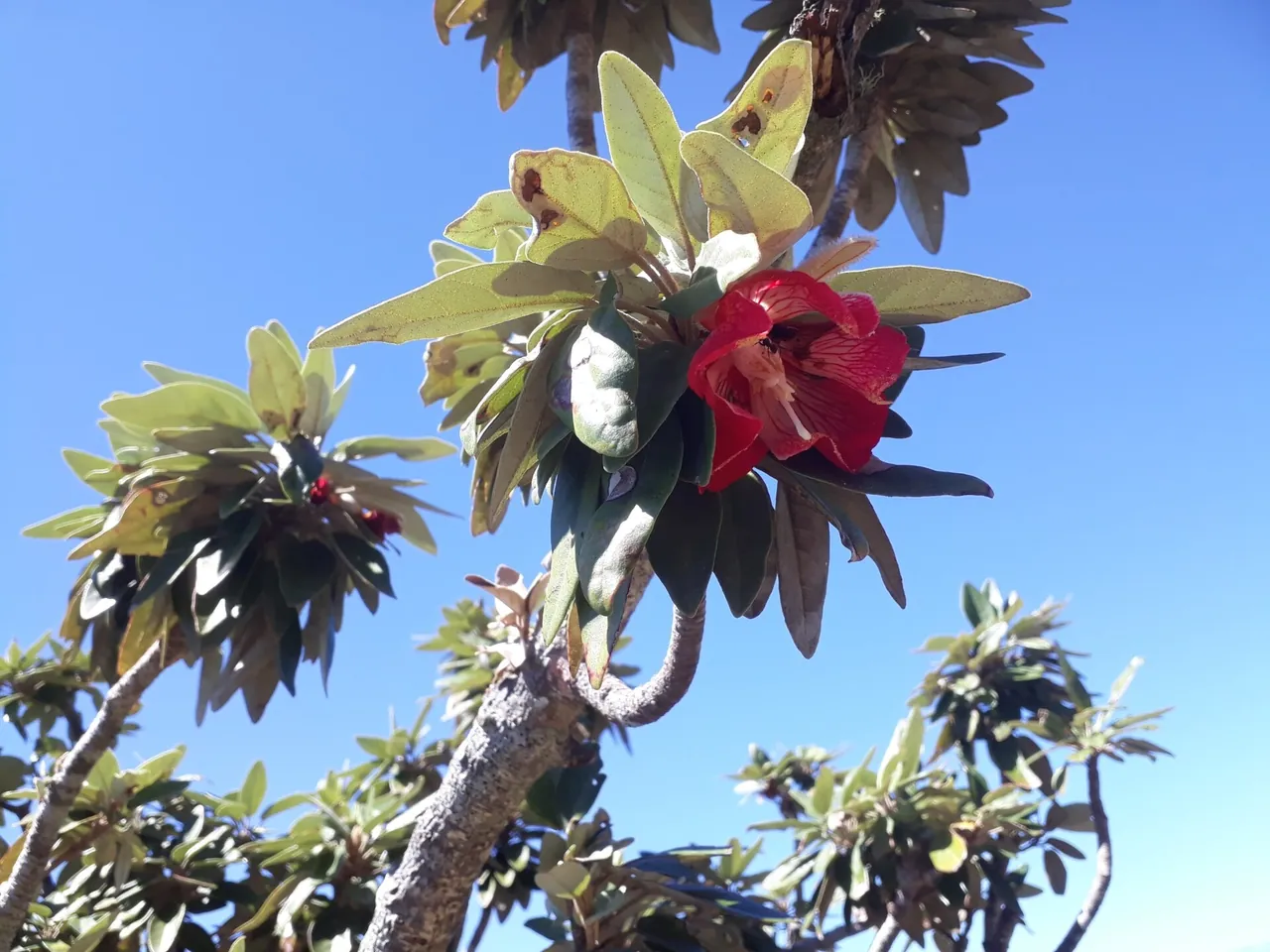 Fleur rouge en forme de cloche de la Trochetia boutoniana endémique contre un ciel bleu