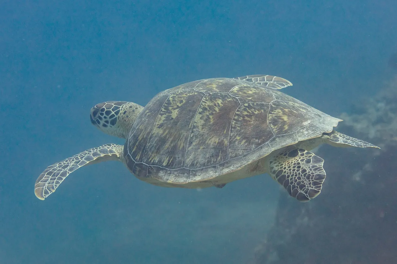 Tortue verte nageant sous l’eau à Maurice