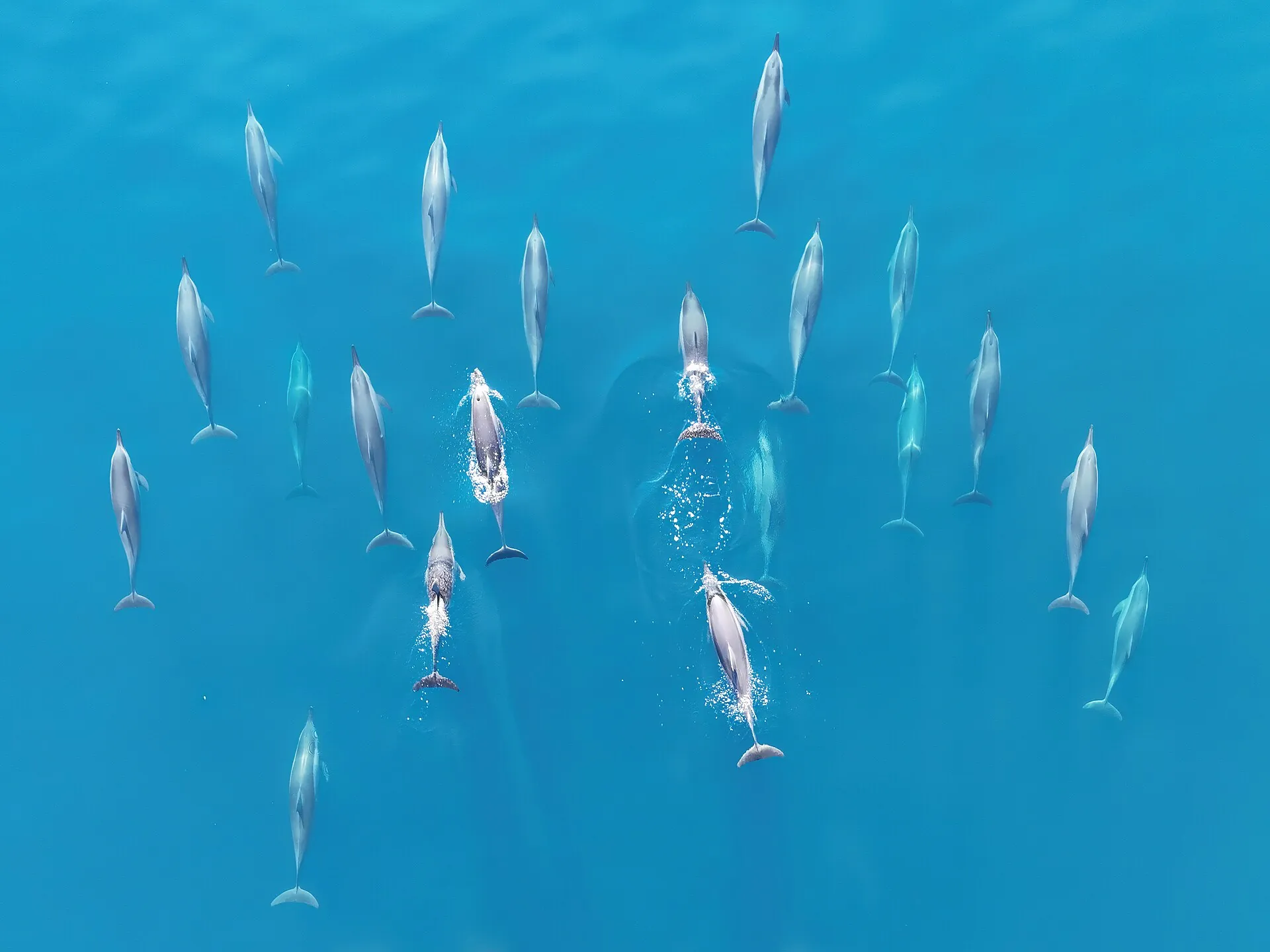 Photographie aérienne d'un groupe de dauphins à long bec dans l'océan Indien